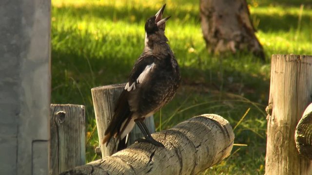 Steady, medium close up shot of an Australian Magpie (Gymnorhina tibicen) on a wood post.