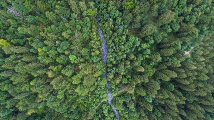 Drone over head shot of a lush green alpine forest in summer. A path crosses the forest as seen from this unique angle.