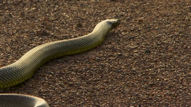 Steady, medium close up shot of a snake's mid section and tail slither out of frame.