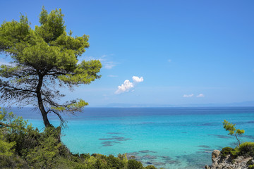 Obraz premium Beautiful azure water and pine tree of Orange beach on the east coast of Sithonia peninsula, Halkidiki, Greece