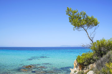Small pine tree and azure sea, Beautiful Orange beach, Sithonia, Halkidiki, Greece