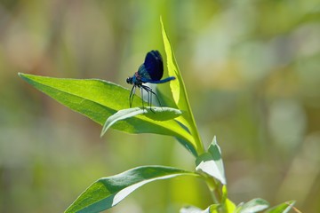 Damselflies are insects of the suborder Zygoptera in the order Odonata. All damselflies are...