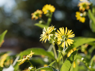 (Silphium perfoliatum) la silphie perfoliée ou silphion aux capitules jaunes, au coeur plus foncé, au sommet de hautes tiges