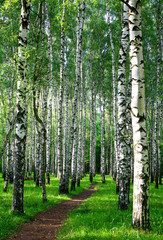 Evening pathway in the summer birch forest