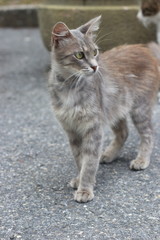 Grey street cat in istanbul