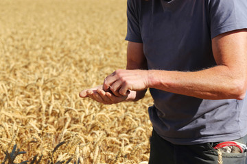 Ist das Getreide trocken? Landwirt prüft das Getreide