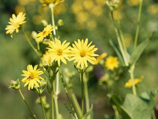 (Silphium perfoliatum) la silphie perfoliée ou silphion aux capitules jaunes, au coeur plus foncé, au sommet de hautes tiges