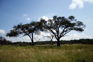Fototapeta na wymiar acacia trees in the bush in zimbabwe