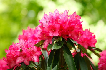 Rote Rhododendronblüte, Close-Up, Deutschland