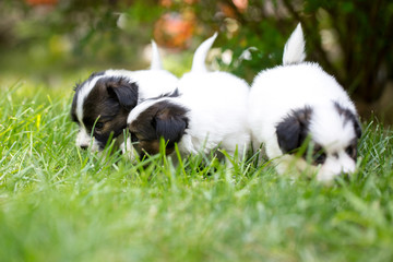 Naklejka na ściany i meble Three puppies sniffing grass