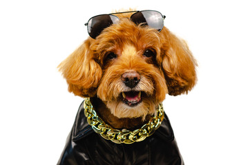 An adorable smiling brown toy Poodle dog with sunglasses on his head, golden necklace and dressing with leather jacket for travel concept.