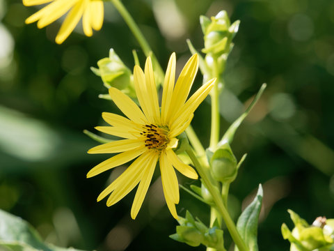 Le capitule d'une silphie perfoli&eacute;e butin&eacute; par une abeille (Silphium perfoliatum)