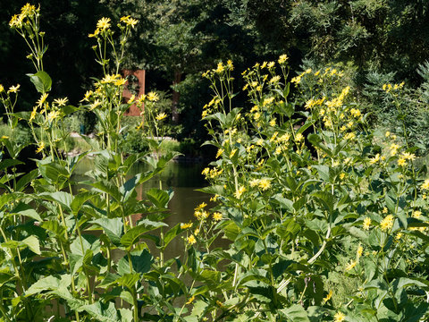 (Silphium perfoliatum) la silphie perfoli&eacute;e ou silphion aux capitules jaunes, au coeur plus fonc&eacute;, au sommet de hautes tiges