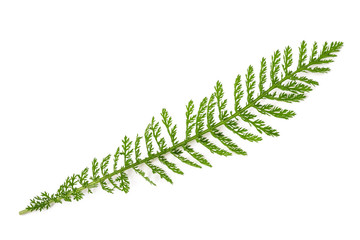  yarrow sprig