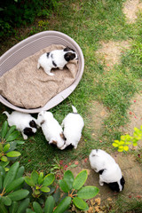 Puppies near the basket, top view