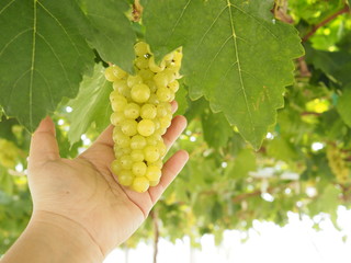 Close up young hand is hold fresh green grape fruit carefully in harvesting season in agricultural...