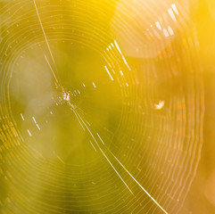 Beautiful spider web in sunshine. Macro photo. Close up