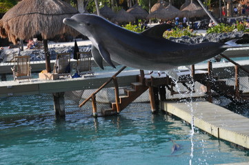 dolphin in pool