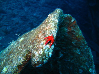 fish in the sea
