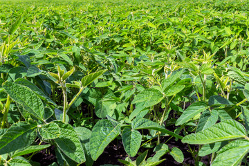 Ripening soybean, green agricultural field