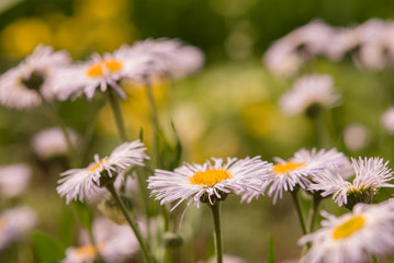 Chamomile flower field,Chamomile in the nature