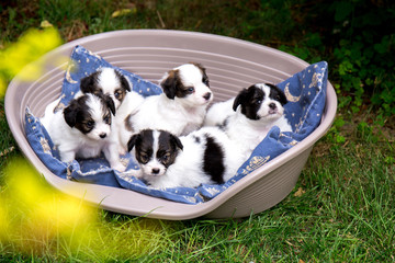 Five small puppies in a sleep basket