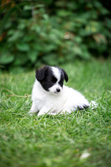 Beautiful puppy on the grass in the garden
