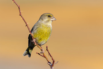 European greenfin (Chloris chloris) or common greenfin is a songbird of the order of the Passeriformes and the family Fringillidae. Spain