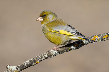 Obraz premium European greenfin (Chloris chloris) or common greenfin is a songbird of the order of the Passeriformes and the family Fringillidae. Spain