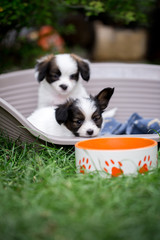 two puppies in a basket near the bowl
