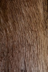 texture of tree
