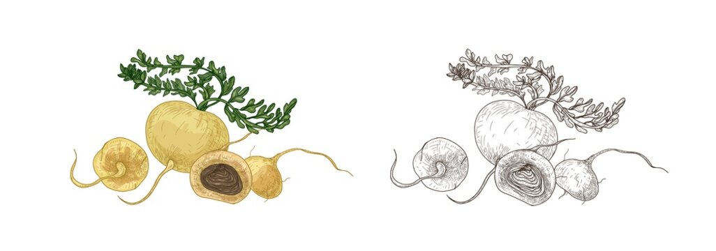 Set of colorful and monochrome drawings of maca or Peruvian ginseng
