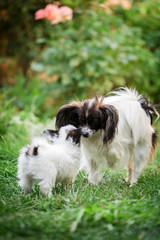 Mom dog sniffs puppy