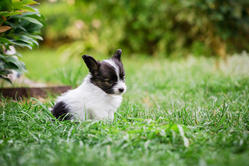 Little Puppy sitting on the lawn