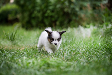 Naklejka na ściany i meble A little dog walks on the lawn