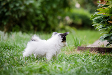 A little dog on the lawn