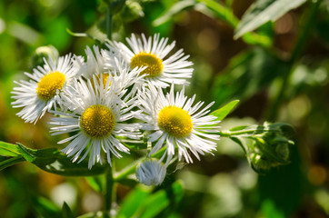 Field of camomiles at sunny day at nature. Camomile daisy flowers, field flowers, chamomile flowers, spring day