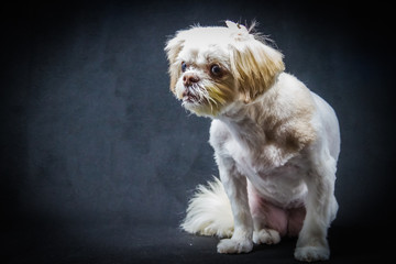 A small white Shih Tzu sitting in front of a black background with a very timid look on her face.