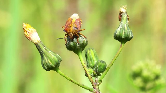 The forest bug or red-legged shieldbug sitting on the plant