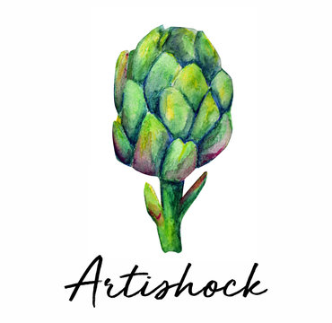 Artishock plant watercolor art illustration 