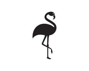 Flamingo bird illustration design