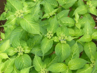 みどり鮮やかなハーブ