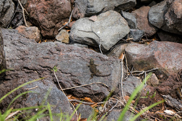 lagarto en piedra