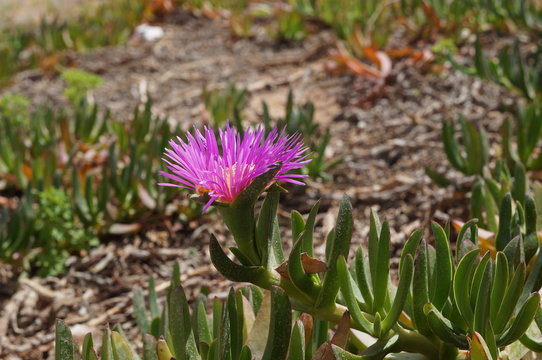 Pink flower of Carpobrotus modestus, selective focus