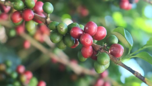 Coffee beans ripening, fresh coffee, red berry branch, industry agriculture on tree. Coffee bean on tree.