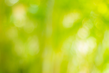 green nature ligth background, abstract green bokeh, blur