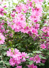 Concept of pink flowers background postcard.