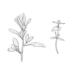 Herbs set. Ink sketch isolated on white background. Hand drawn vector illustration. Retro style.