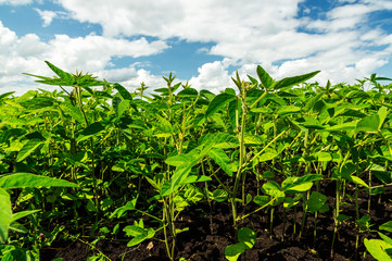 Ripening soybean, green agricultural field
