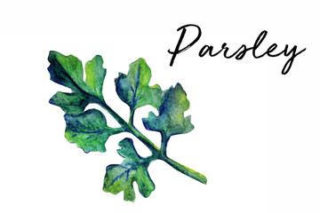 Parsley plant watercolor art illustration